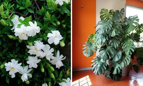 "Hoa Âm không trồng nhà Dương": 5 loại cây cảnh càng tươi tốt người càng "héo úa" nên dọn ra khỏi nhà ngay