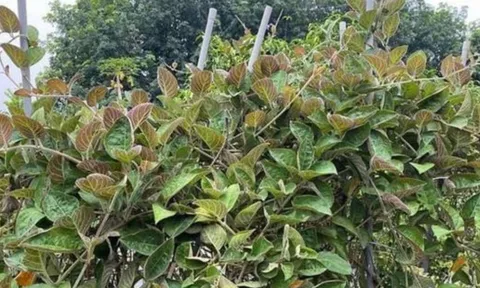Loại rau dại từng mọc bờ bụi, ăn với thịt chó: Giờ thành đặc sản 50.000đ/kg, muốn mua phải đặt trước