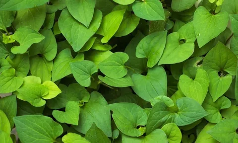 Những người không nên ăn rau diếp cá