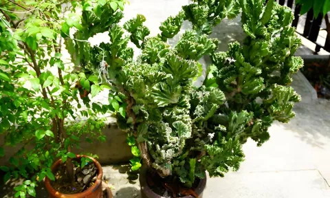 Trồng loài cây 'xấu xí' để giữ nhà, giải xui xẻo, mang đến thịnh vượng cho gia đình