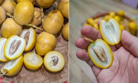 Vì sao khi ăn chà là tươi, cắn dọc thấy ngọt, cắn ngang thì chát?