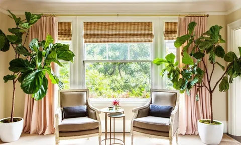 Cây cảnh hợp thế, đặt thuận phương - vận hanh thông, phúc lộc đầy nhà