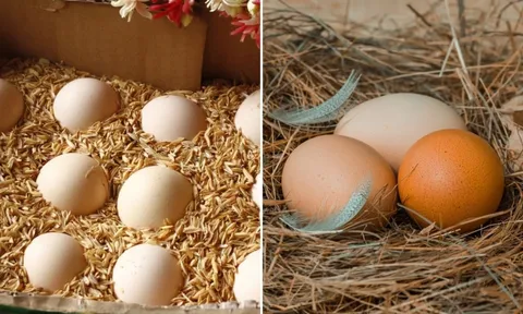 Không cần tủ lạnh, người xưa dùng 6 cách này để bảo quản trứng cả tháng vẫn tươi ngon