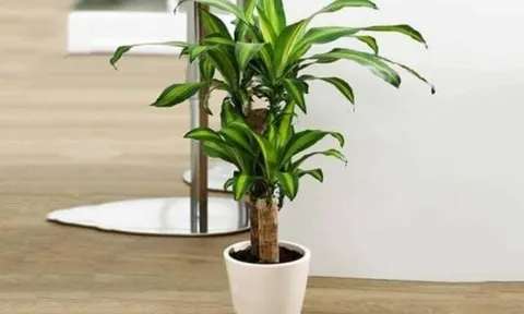 5 loại cây người giàu thích trồng: Càng nở hoa càng phát lộc, người nghèo lại hay bỏ qua