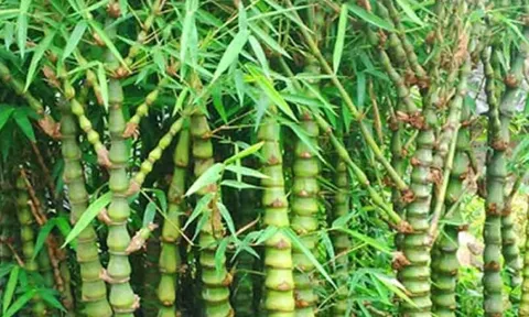 Tháng 7 Âm lịch, trồng 3 cây cảnh phong thủy này trước cổng để hóa giải vận xui, chiêu tài giữ lộc