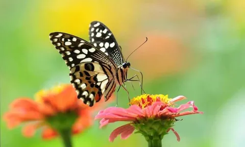 3 ngày sinh Âm lịch này là 'vàng 10', mọi khó khăn đều dễ dàng vượt qua, sự nghiệp thành công rực rỡ