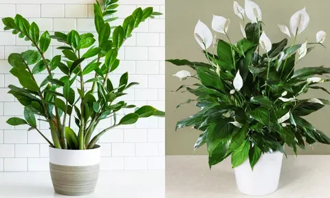 5 loại cây cảnh là 'bảo vật Thần Tài' hợp với người mệnh Thủy, hút tiền vào nhà