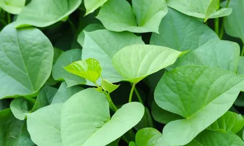 Bất ngờ, ăn rau khoai lang sẽ giúp giảm lượng đường huyết cao