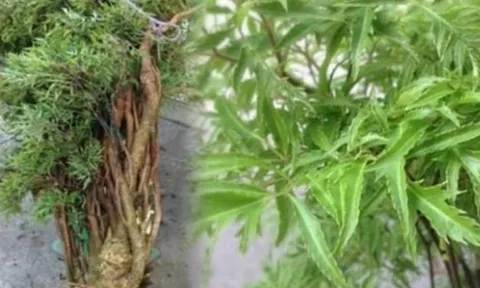 Cây đinh lăng – ‘thần giữ của’ phong thủy: Vị trí trồng giúp gia chủ hút tài lộc