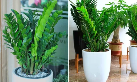 Cây kim tiền là 'bảo vật' cầu tài lộc, đặt ở vị trí này trong nhà, gia chủ có vận may tốt nhất