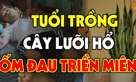 Lưỡi hổ may mắn phát tài nhưng có 3 mệnh này trồng là Mất Tiền Mất Của