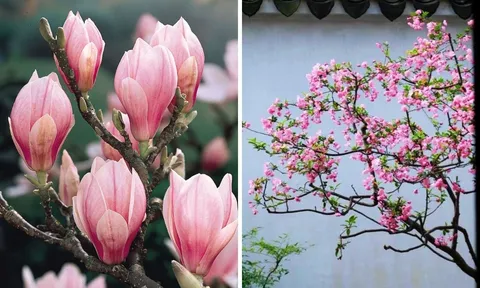 Người xưa dặn: “Trồng 3 cây trước sân, gia đình thịnh vượng, vàng ngọc đầy nhà”, 10 nhà trồng thì 9 nhà giàu có