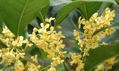 Trồng cây mộc hương loại cây sinh tiền: Vừa thu hút tài lộc giàu có vừa tốt cho sức khỏe và phong thủy?