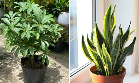 6 loại cây 'gọi tiền vào nhà', hợp với người mệnh Thổ