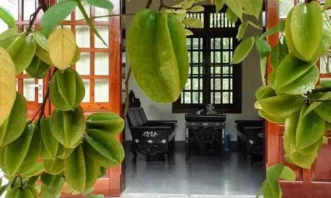 Có nên trồng cây khế trước nhà? Chuyên gia phong thủy giải đáp vị trí đẹp nhất