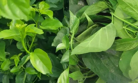 Loại rau là “thần dược xanh” ẩn mình giữa núi rừng Tây Bắc