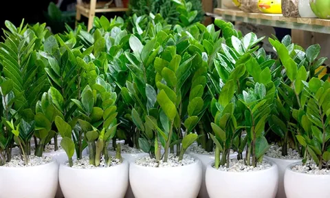 Trồng loại cây nghe toàn tiền này, là lựa chọn số 1 giúp phú quý, giàu sang, tiền bạc ngập tràn