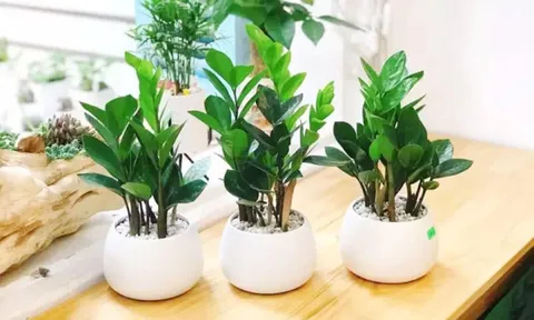 Trồng loại cây nghe toàn tiền này, là lựa chọn số 1 giúp phú quý, giàu sang, tiền bạc ngập tràn