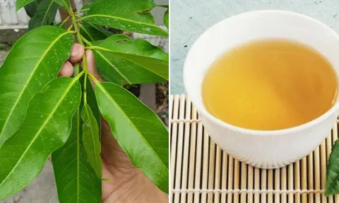 Nước lá vối thanh nhiệt, giải độc nhưng không tốt với 3 nhóm người này