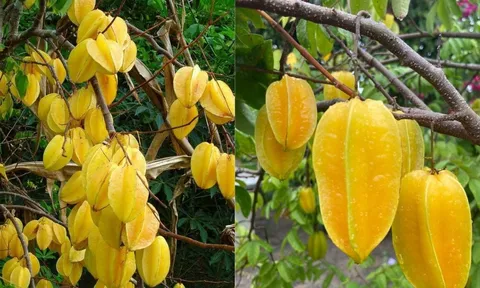 Trồng cây khế rất tốt cho những người này: Cải thiện phong thủy, nâng cao sức khỏe