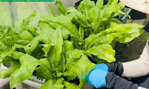 Loại rau giàu canxi gấp 10 lần canh xương hầm, tốt hơn cả sữa, giá chưa đến 20 nghìn/bó