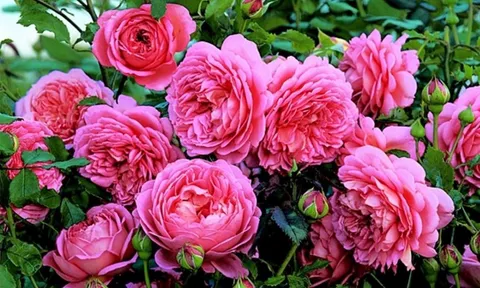 Người sinh vào 3 ngày sinh Âm lịch này, sinh ra đã có mệnh giàu có, làm gì cũng dễ dàng thành công