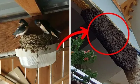 Người xưa dặn: "5 con vật vào nhà, may mắn tự nhiên đến", nhiều nhà không biết đuổi đi mất hết lộc