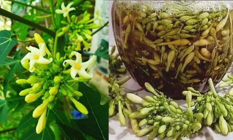 Hoa đu đủ đực: Dược liệu tốt nhưng 5 người này không nên dùng nhiều kẻo lợi chưa thấy hại đã gần