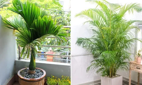 3 loại cây trồng trước nhà, lộc đến tới tấp, gia đình đời đời hưng thịnh, phú quý