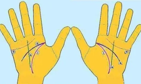 4 đường chỉ tay chính ai cũng tự xem được vận mệnh của
