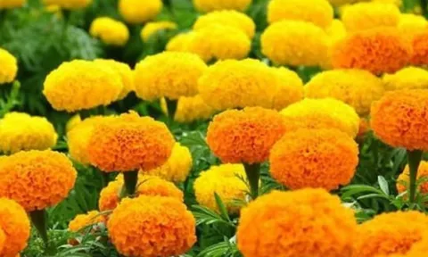 Cúng Rằm tháng 7: 5 loại hoa đại kỵ tuyệt đối không được đặt lên bàn thờ