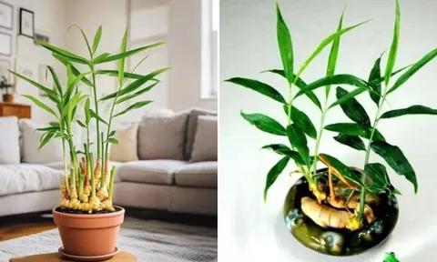 Loại củ thường dùng làm gia vị được 'lên đời' làm cây phong thủy, giúp xua đuổi vận xui, hút tiền tài vào nhà
