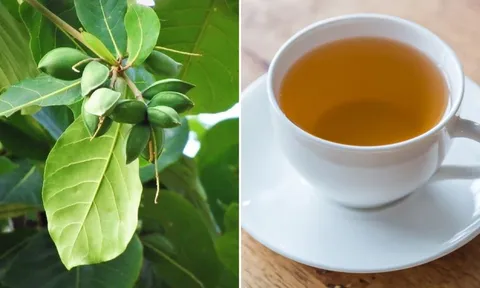 Lấy lá bàng đun nước uống, cơ thể nhận được lợi ích tuyệt vời này