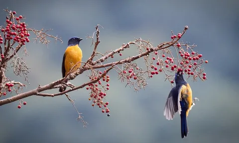 Những người có ngày sinh Âm lịch 3 số cuối này, số mệnh đặc biệt tốt, hạnh phúc, tiền tài không cầu cũng đến