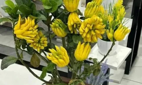 Tổ Tiên răn dạy: “Ban công trồng 3 loại cây này, tiền tiêu rủng rỉnh”, nghèo đến đâu cũng phải