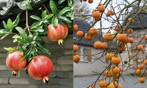 Vì sao người xưa nói “phía Đông trồng lựu là vàng, phía Tây trồng hồng là bạc”? Ngày nay thì sao?