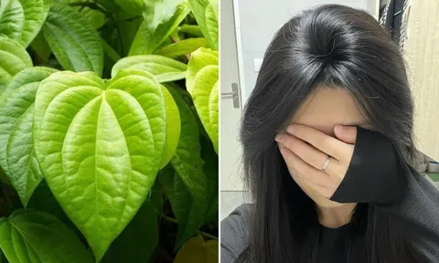 Cách gội đầu bằng nước lá trầu không giúp giảm rụng tóc, tóc con mọc lên không ngừng