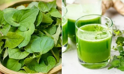 Cách làm nước rau diếp cá không tanh, dễ uống, giúp thon dáng, trắng da