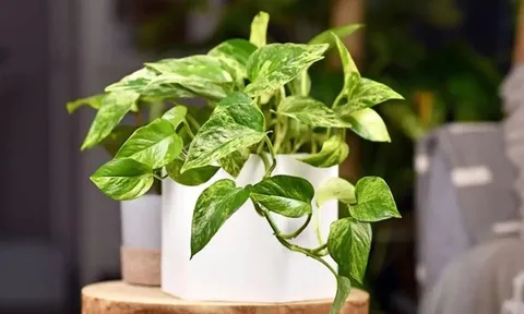 Cây trầu là "thần hộ mệnh" của người tuổi này: Chỉ cần trồng một chậu là hút hết tiền tài về tay
