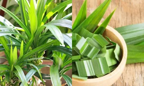 Công dụng của cây lá dứa (lá nếp) – Thơm ngon, dễ dùng, tốt cho sức khỏe