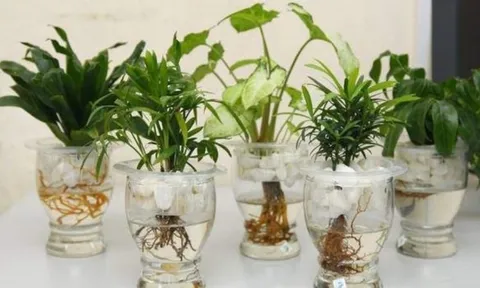 Đặt cây cảnh theo 5 hướng này, mang lại may mắn, giúp chiêu tài, chiêu lộc