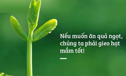 Nhân quả ở đời vốn rất chính xác và rõ ràng, gieo nhân nào thì gặt quả ấy