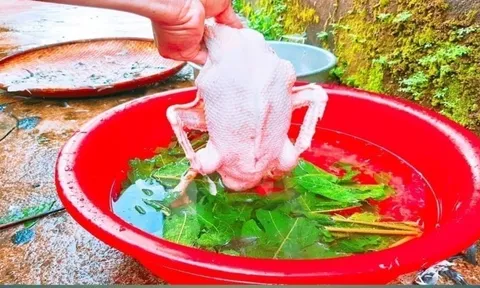 Thả nắm lá này vào vặt lông vịt: Sạch cả lông măng, vịt hết sạch mùi hôi thơm ngon cực phẩm