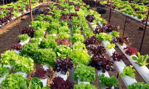 5 loại rau củ vô cùng thích hợp để phát triển trong khí hậu mùa Thu