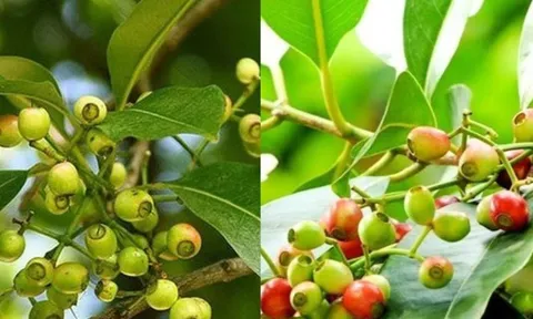 Công dụng của lá vối và lưu ý khi dùng kẻo gây hại