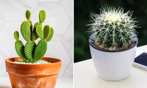 Đặt 3 loại cây này trong phòng ngủ, tiền bạc thất thoát, làm mãi không giàu