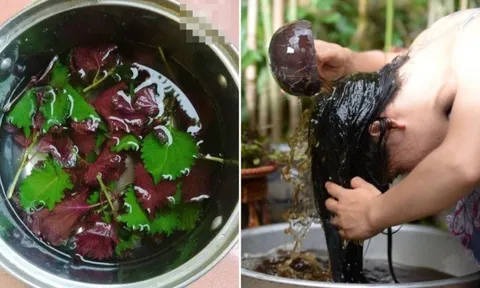 Vò nát nắm lá này đem gội đầu: Mùi thơm tự nhiên, hết ngứa da đầu, tóc con mọc tua tủa