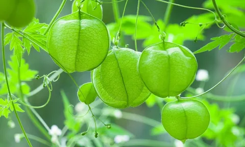 Cây dây leo bóng bay – vẻ đẹp nhẹ nhàng nhưng đầy sức sống, như chiếc chuông nhỏ đung đưa trong gió