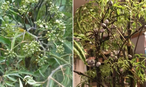 Cây đinh lăng ra hoa là điềm báo gì? Tốt hay xấu?
