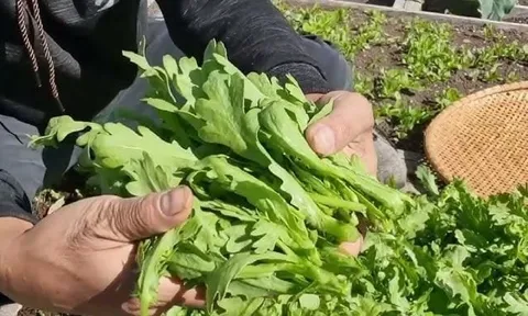 Loại rau rắc hạt 10 ngày là được ăn, dưỡng tim - bổ phổi